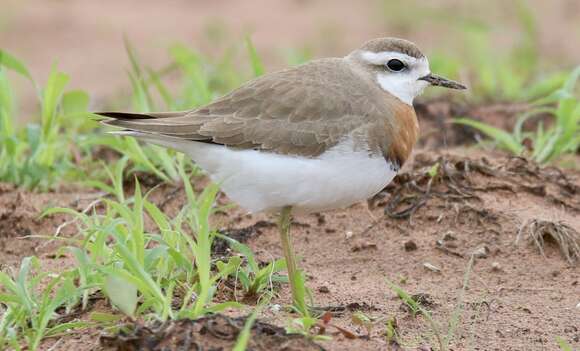 Image of Caspian Plover