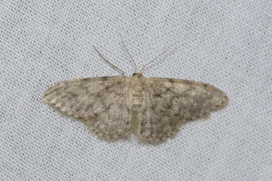 Image of Idaea alyssumata Millière 1873