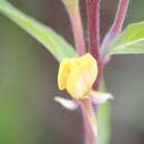 Oenothera coloratissima Hudziok resmi