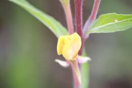 Oenothera coloratissima Hudziok的圖片