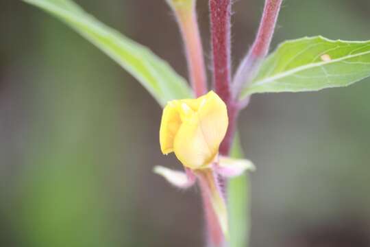 Image de Oenothera coloratissima Hudziok