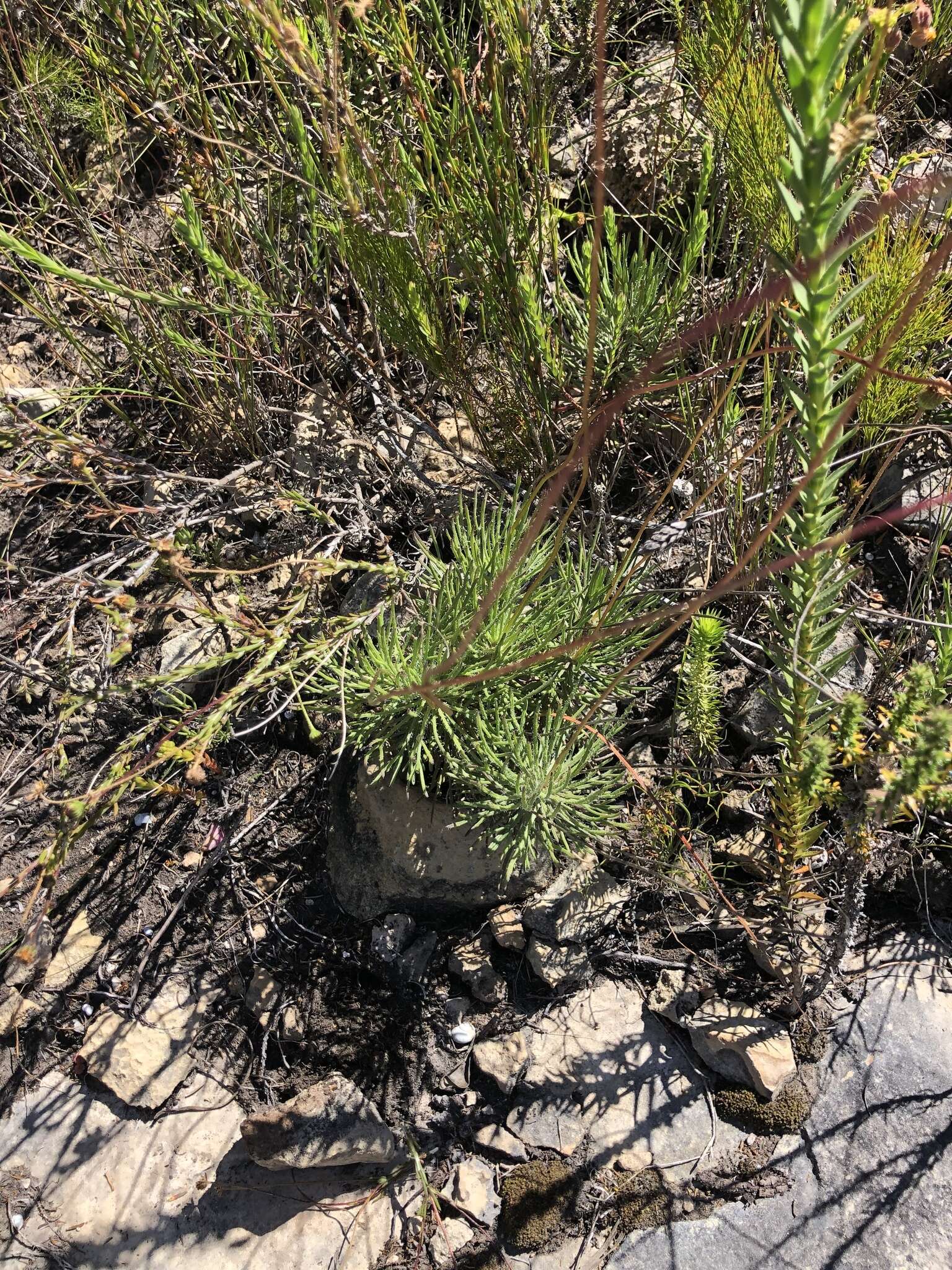 Euryops hebecarpus (DC.) B. Nordenst. resmi