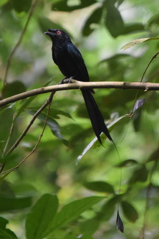 Image of Greater Racket-tailed Drongo