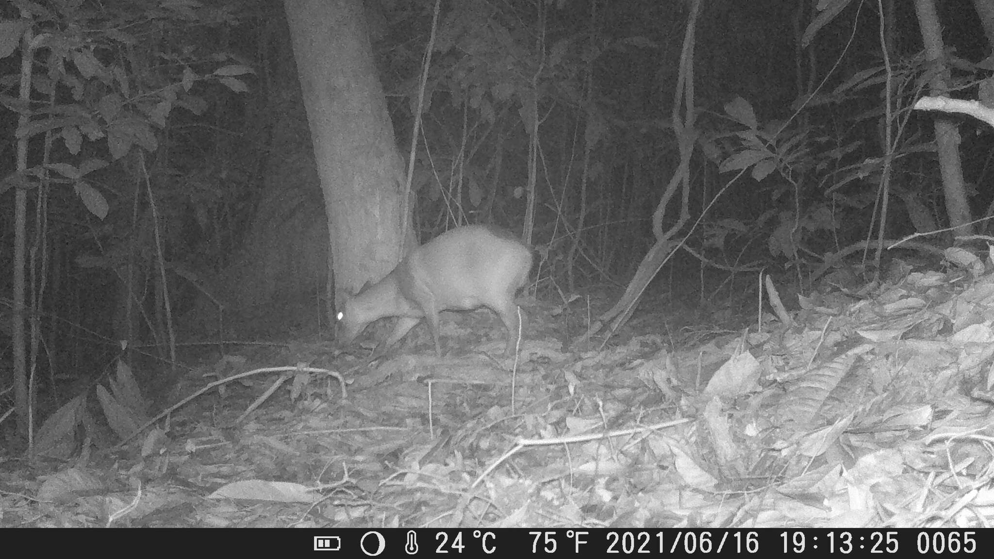 Image of Bay Duiker