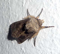 Image of Agrotis bigramma