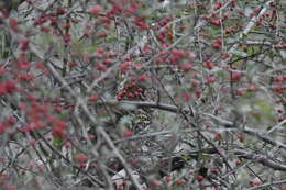 Image of Chinese Thrush