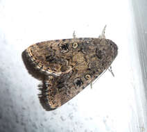 Image of Agrotis trux Hübner 1824