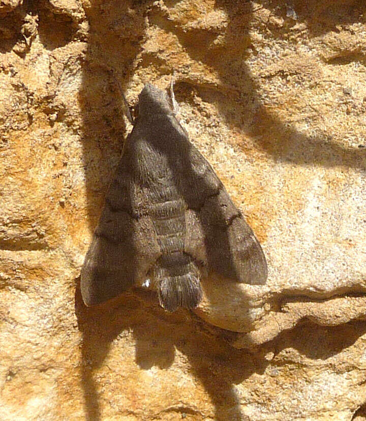 Image of humming-bird hawk moth