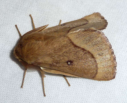 Image of grass eggar