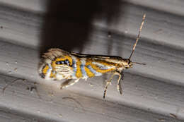 Слика од Glyphipterix triselena