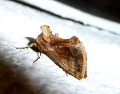 Image of Cutworm