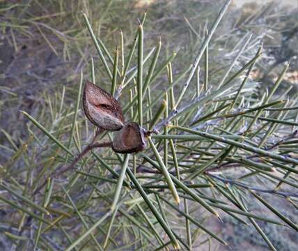 Image of Hakea tephrosperma R. Br.