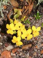 Image of Sebaea exacoides (L.) Schinz