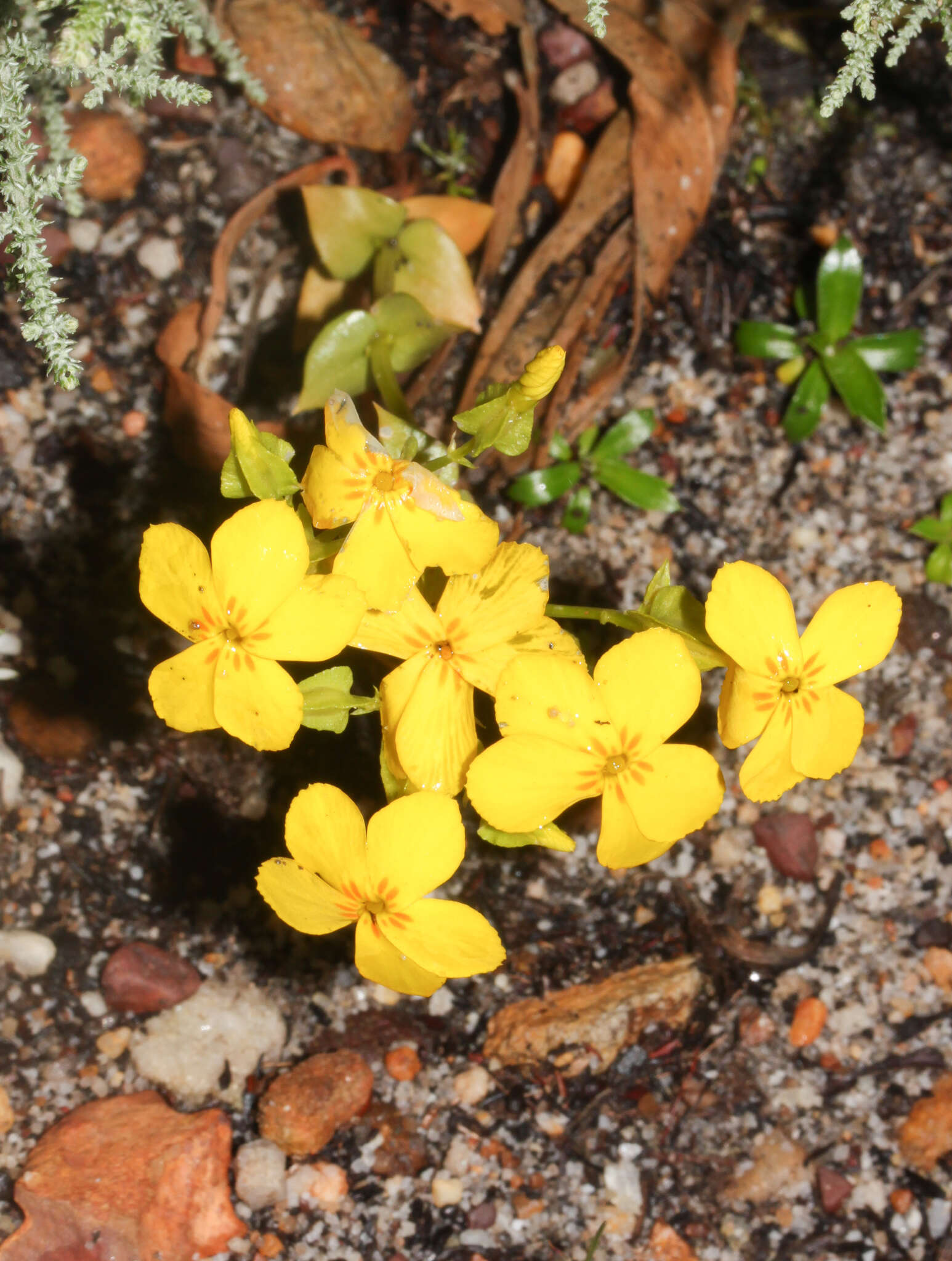 Image of Sebaea exacoides (L.) Schinz