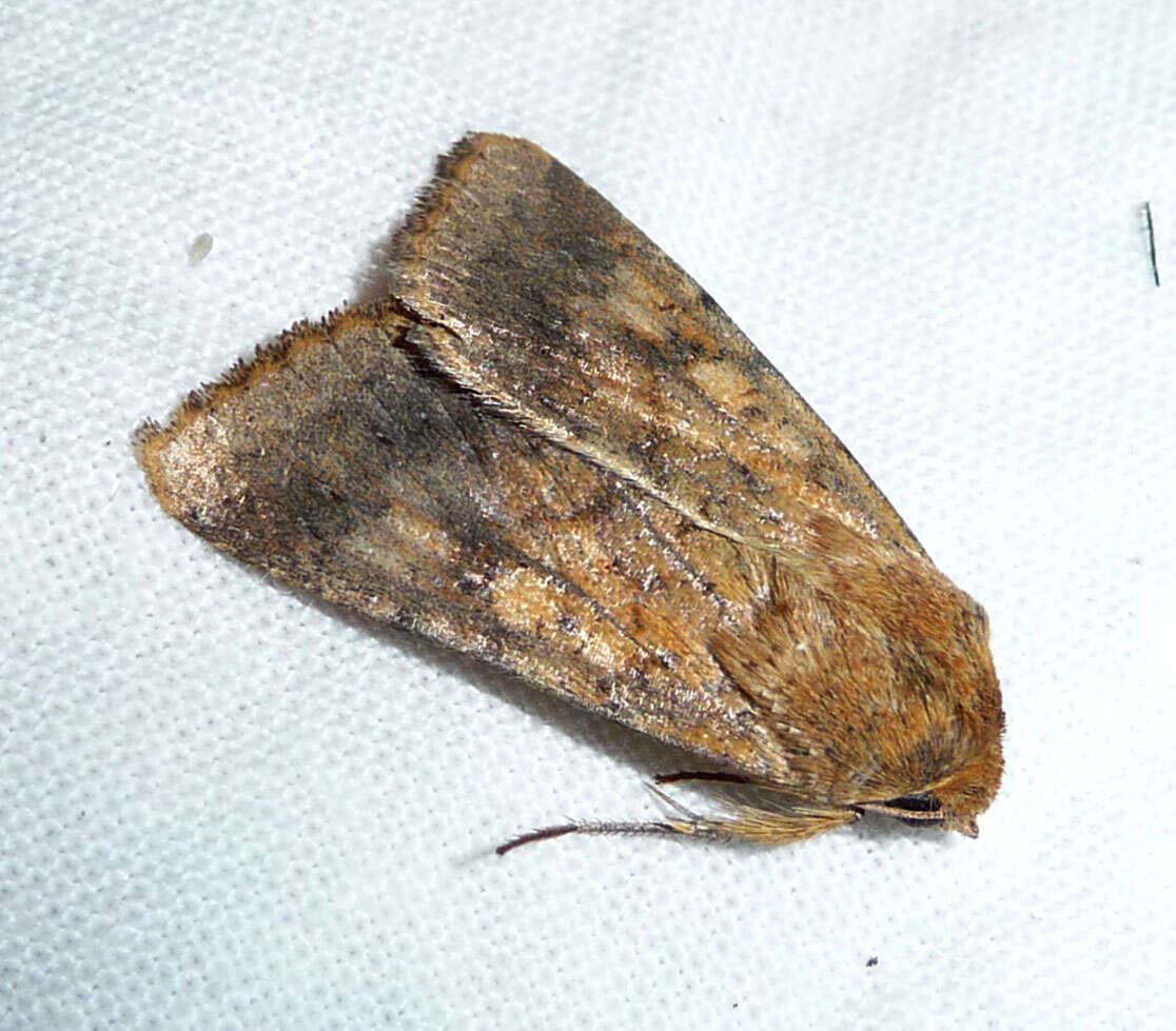 Image of cotton bollworm