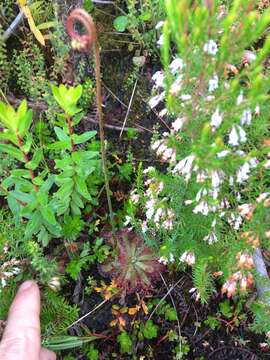 Image of Erica fuscescens (Klotzsch) E. G. H. Oliver