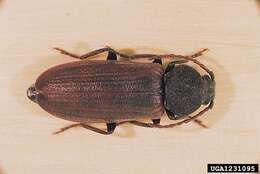 Image of Black Spruce Borer