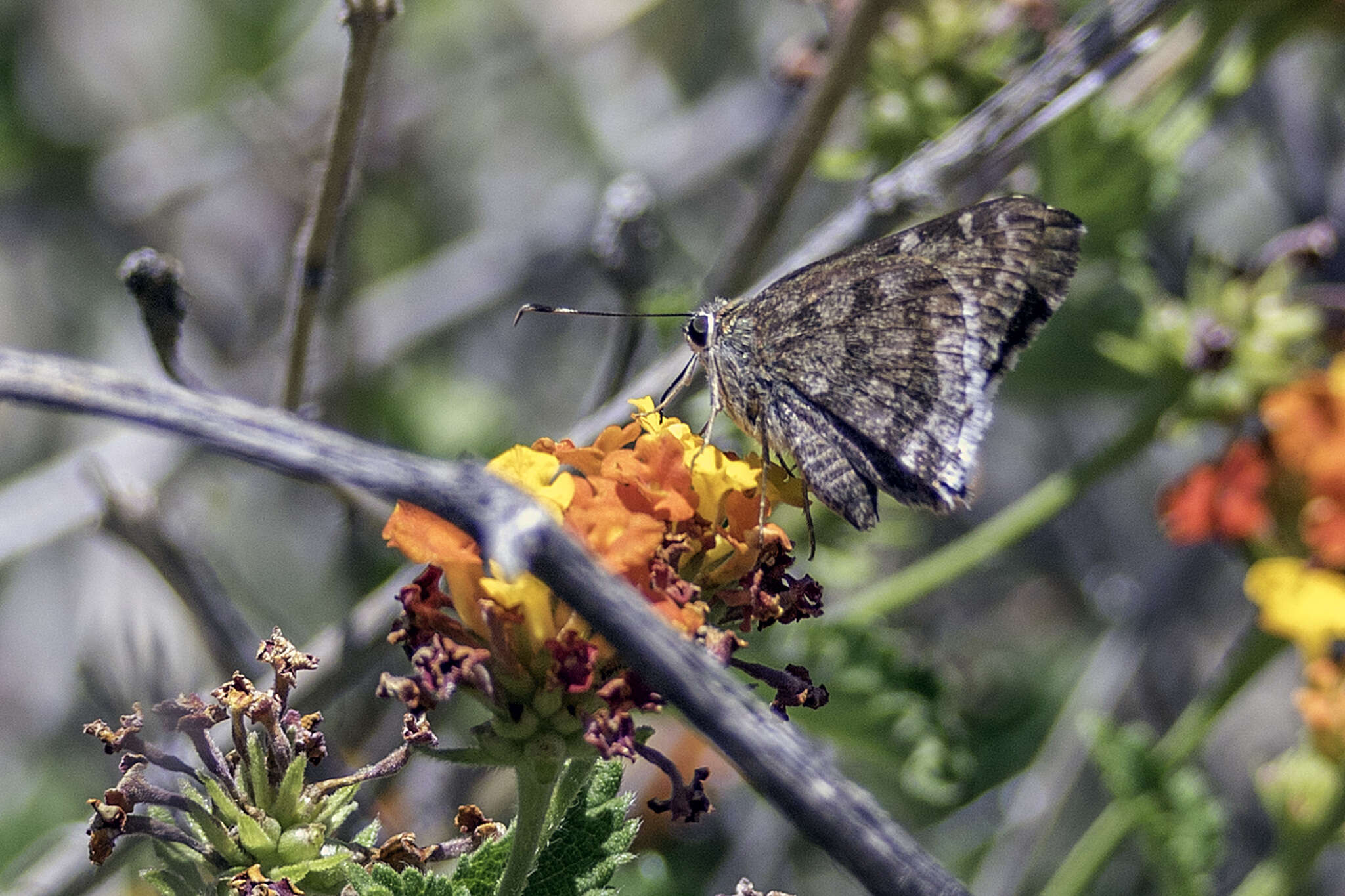 Image of Acacia Skipper