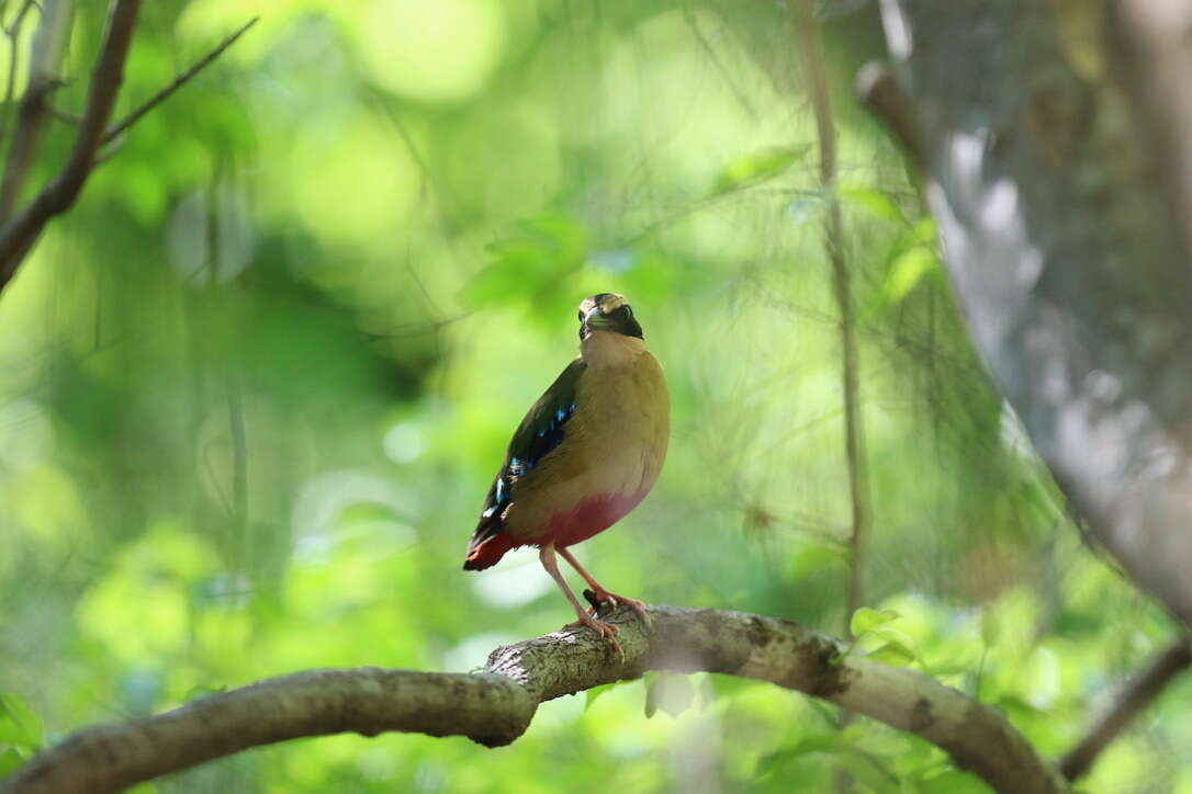 Image of African Pitta