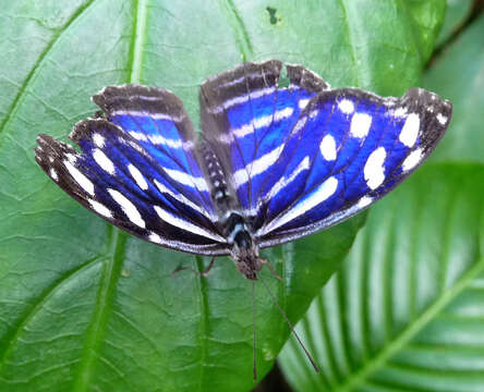 Image of Myscelia cyaniris Doubleday (1848)