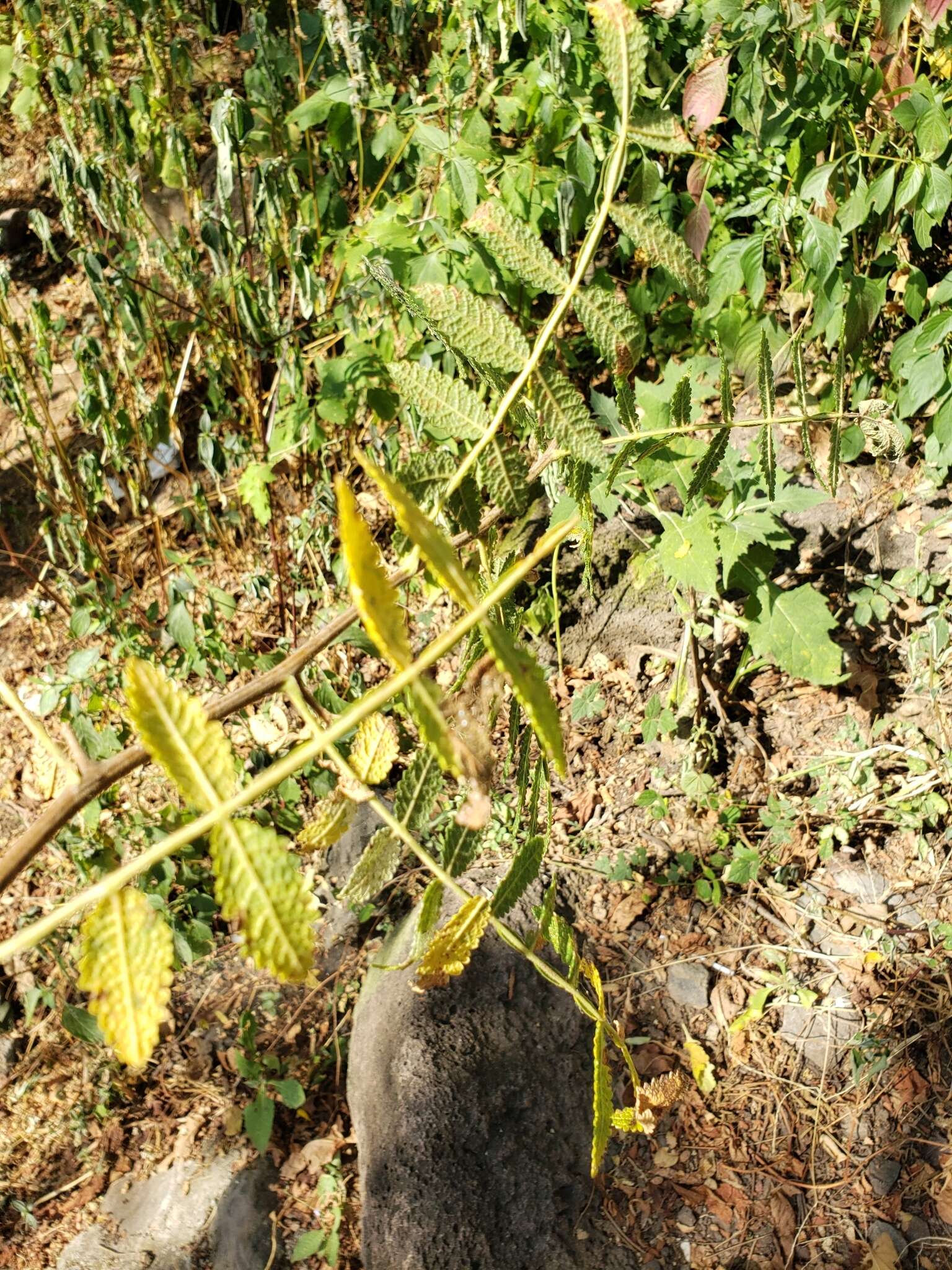 Image of Bursera copallifera (Sesse & Moc. ex DC.) Bullock