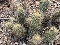 Image of Nichol's hedgehog cactus