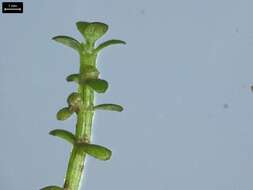 Image of small waterwort