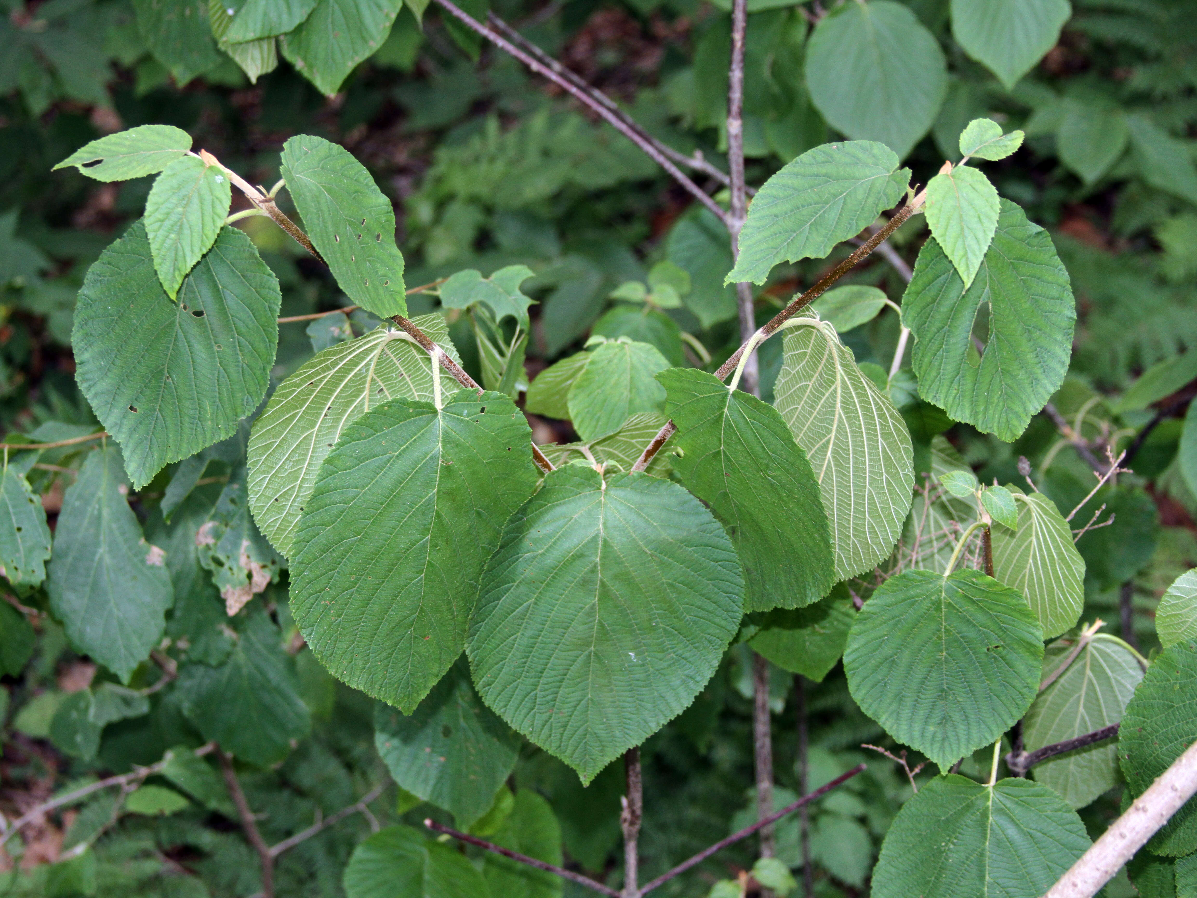 Image de viorne à feuilles d'aulne