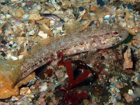 Image of Couch's Goby