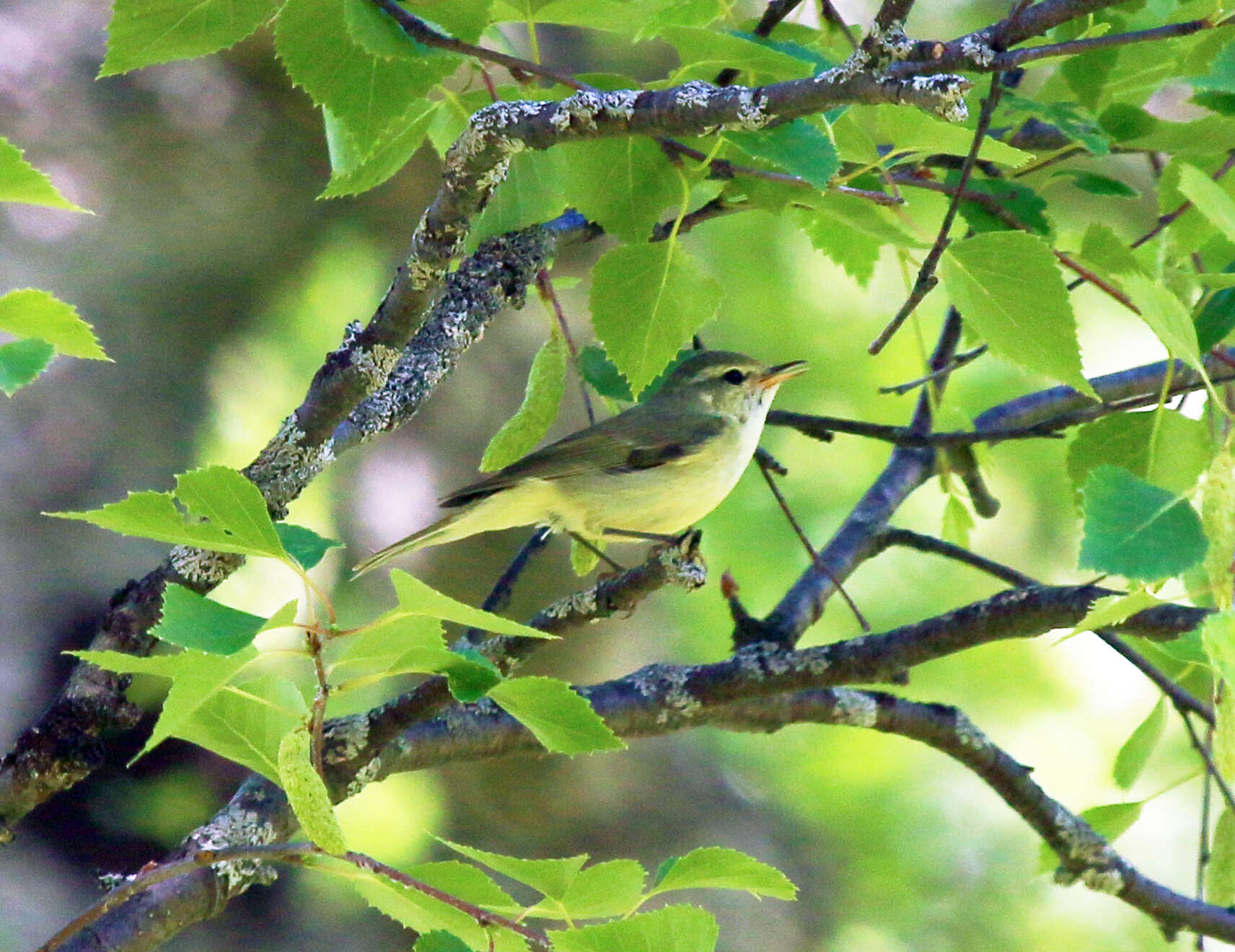 Image of Green Warbler