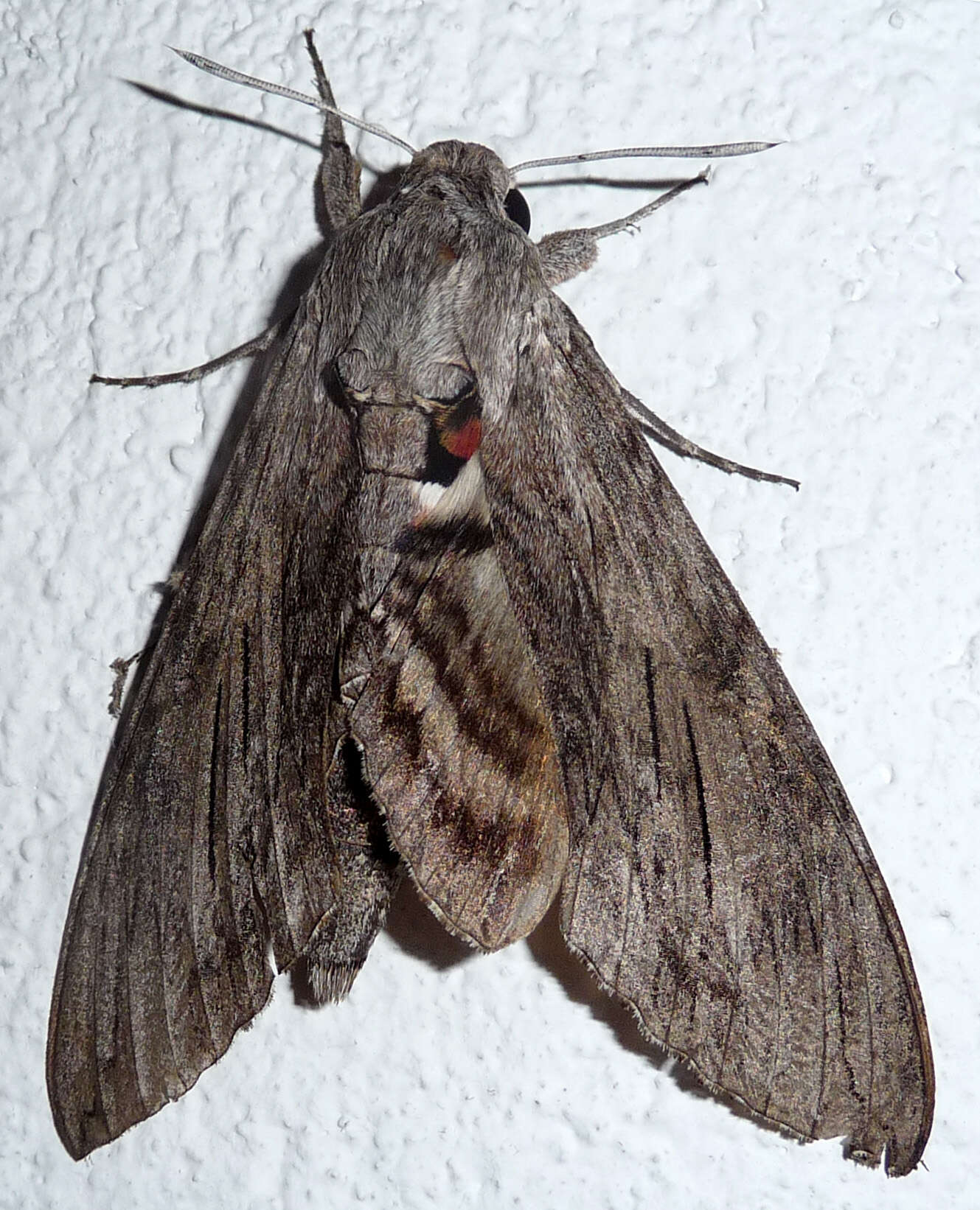 Image of convolvulus hawk moth