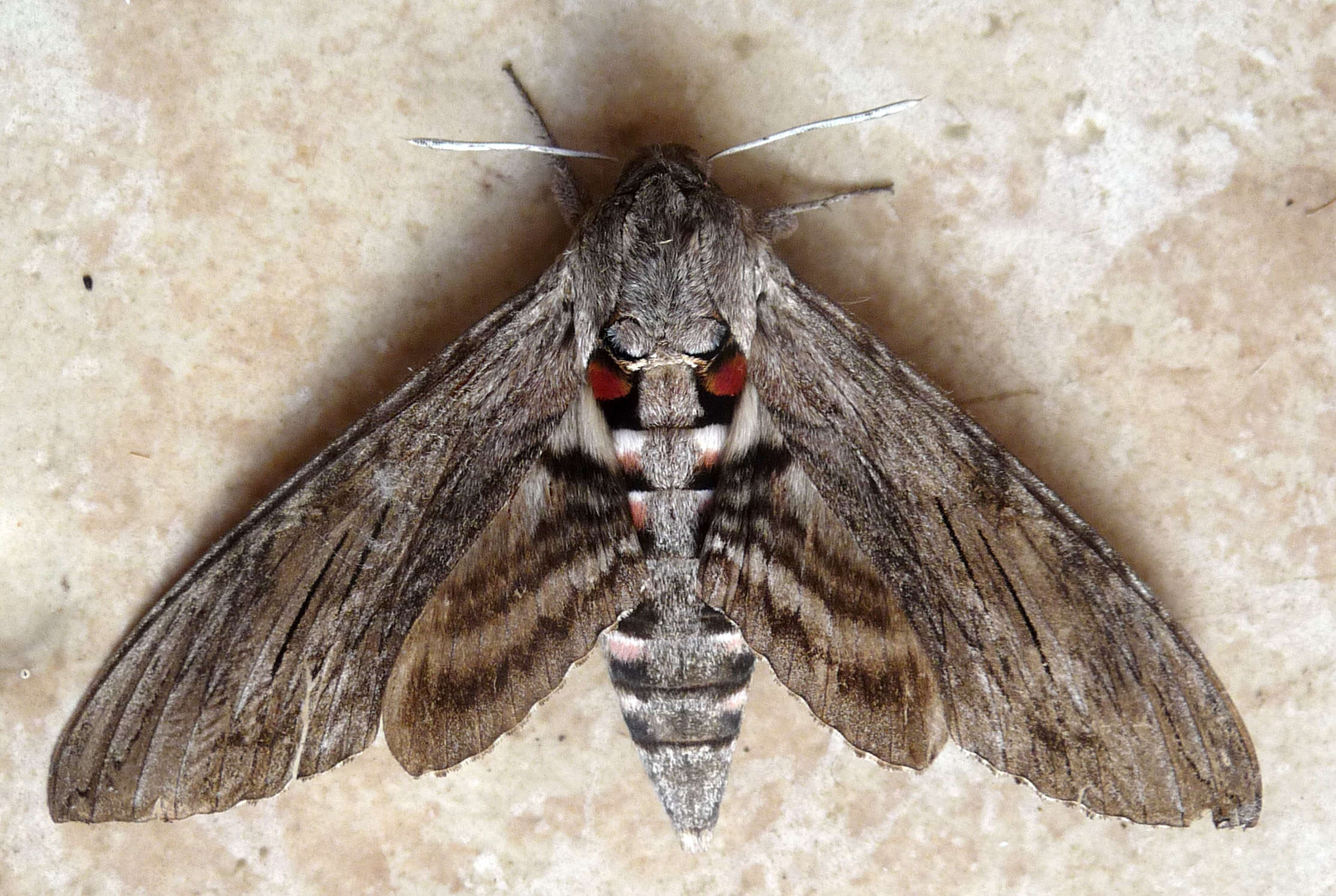 Image of convolvulus hawk moth