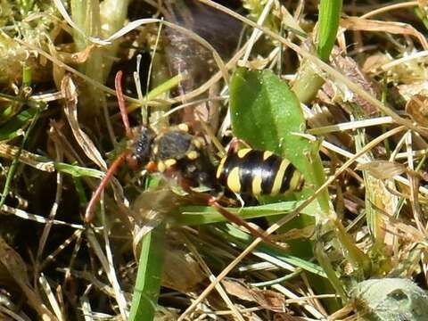 Image of Nomada fulvicornis Fabricius 1793