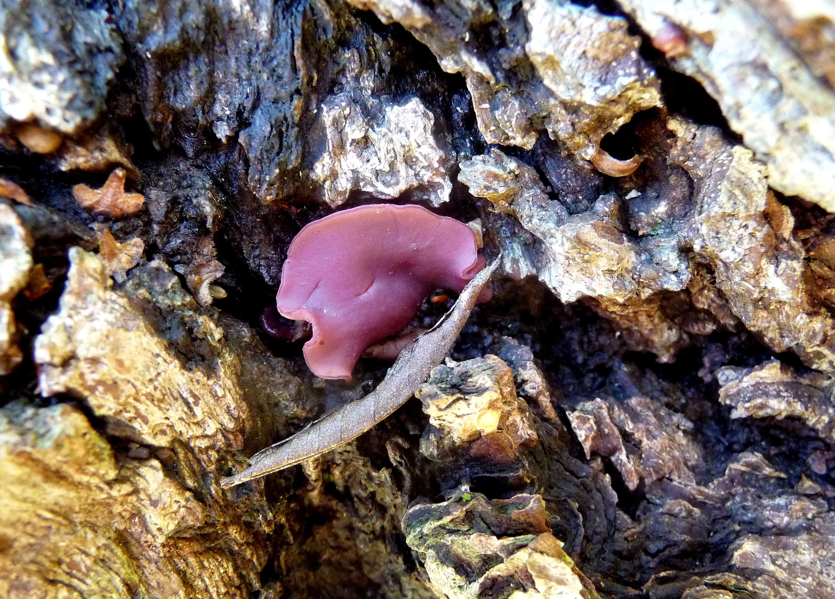 Image of Ascocoryne sarcoides (Jacq.) J. W. Groves & D. E. Wilson 1967