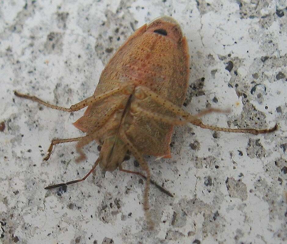 Image of One Spotted Stink Bug