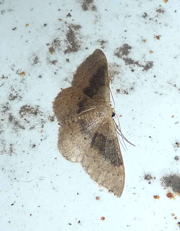 Image of Idaea degeneraria Hübner 1798