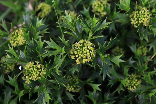 Image of Azorella spinosa (Ruiz & Pav.) Pers.