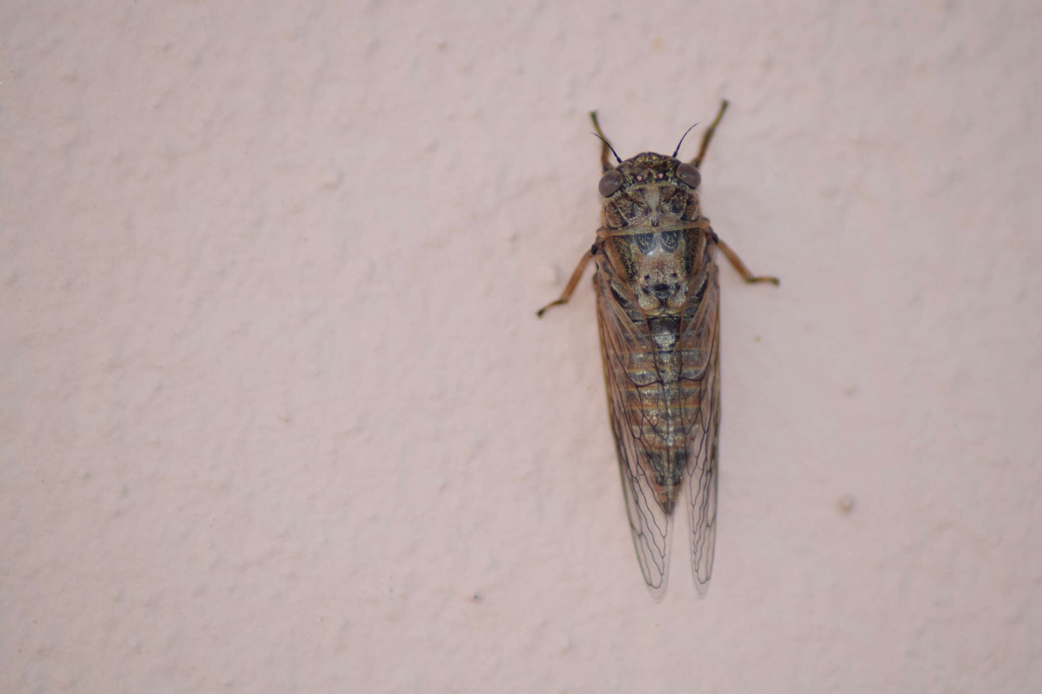 Image of Tettigettalna josei (Boulard 1982)