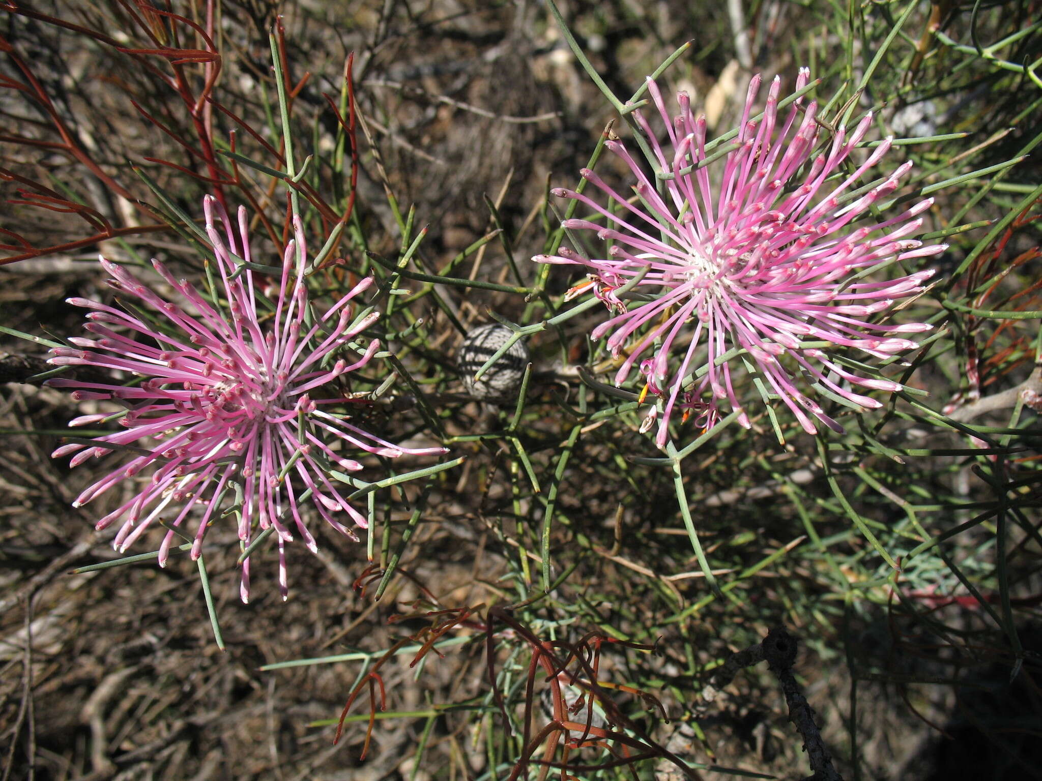 Image of Isopogon divergens R. Br.