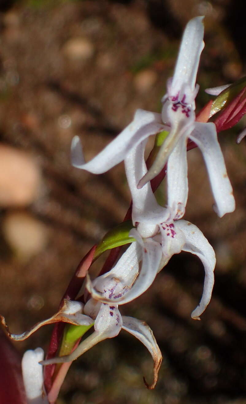 Image de Disa biflora (L.) Druce