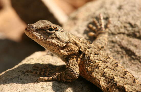 Image of Eastern Fence Lizard