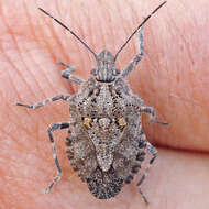 Image of Four-humped Stink Bug