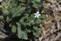 Image of Glandularia quadrangulata (A. Heller) Umber