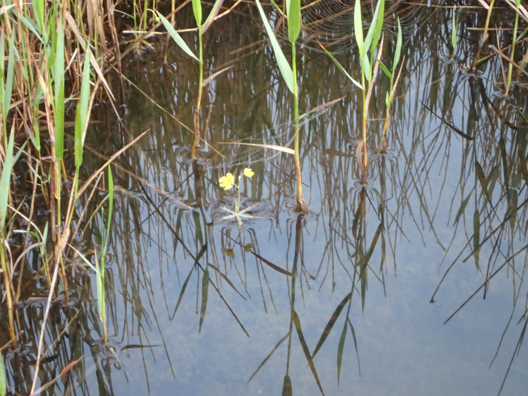 Plancia ëd Utricularia radiata Small