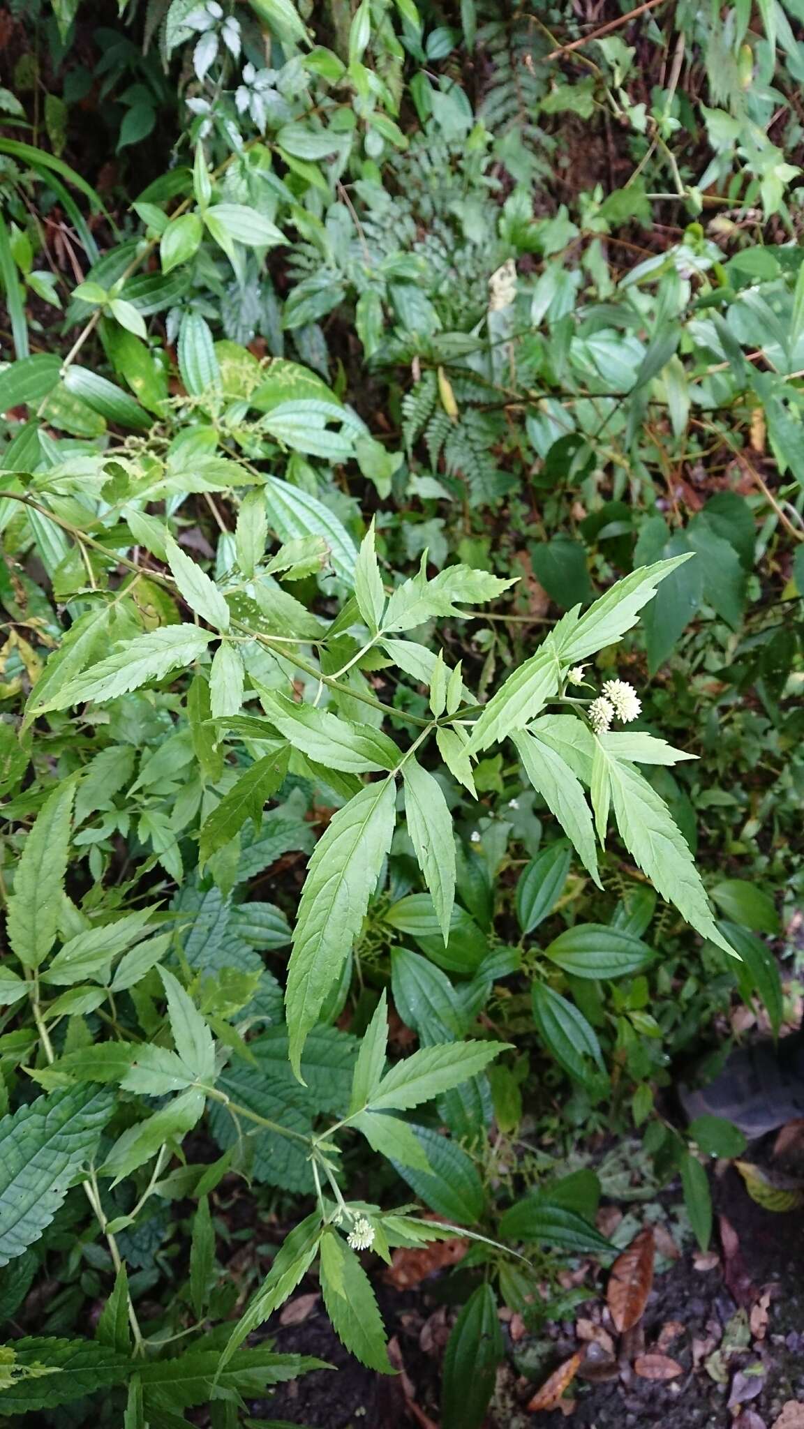 Image of Eupatorium formosanum Hayata