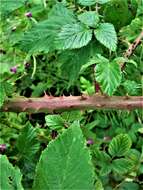 Image of Rubus incurvatiformis Edees