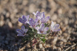 Image of Great Basin langloisia