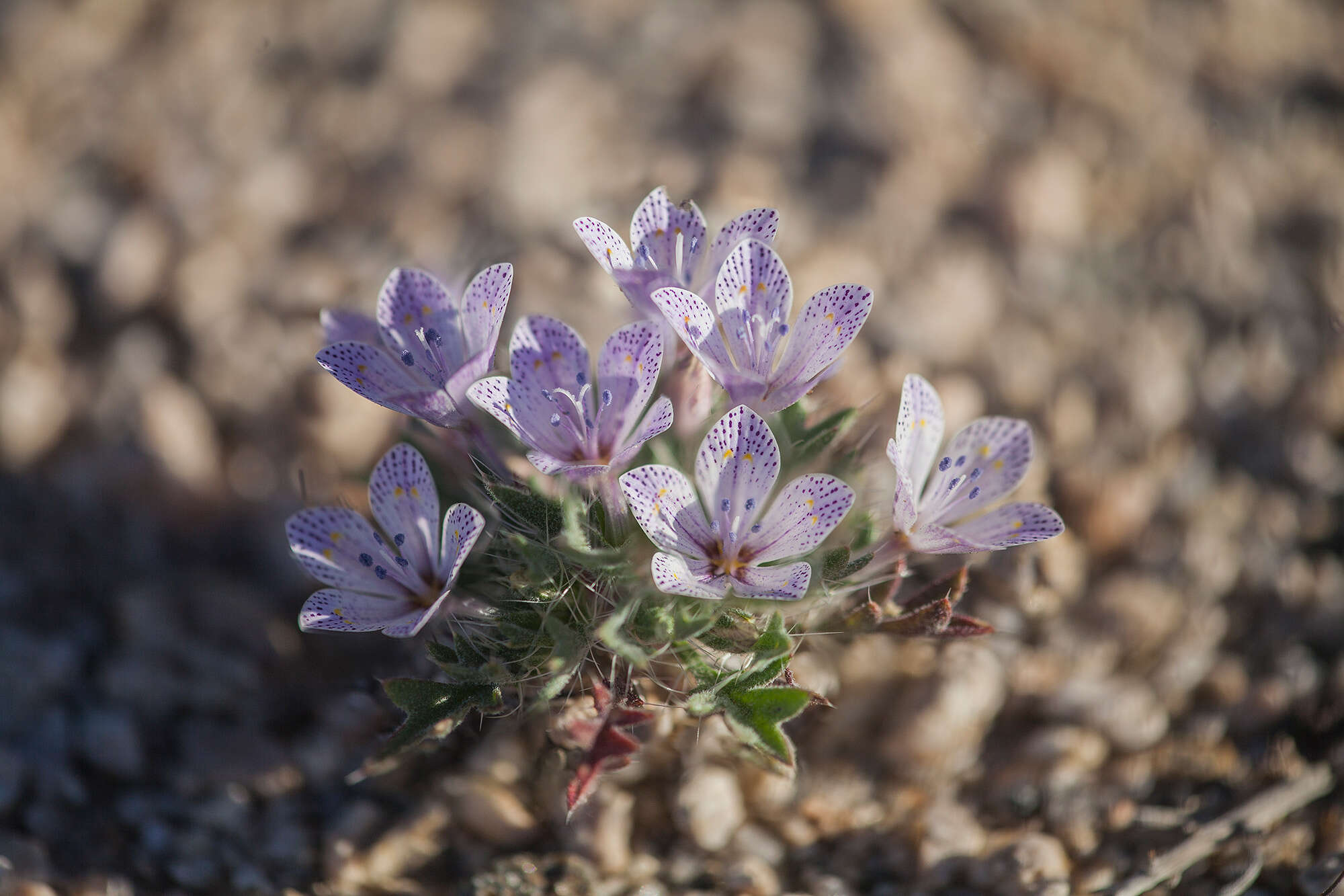 Image of Great Basin langloisia