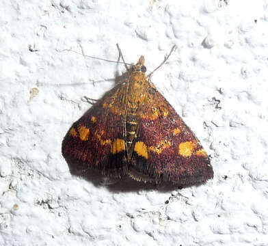 Image of Mint moth