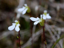 Image de Stylidium perpusillum Hook. fil.